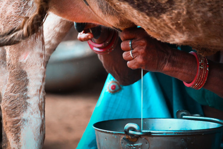 Midsection of woman milking cow