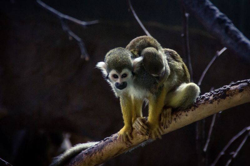 Portrait of squirrel monkey with infant on tree at zoo