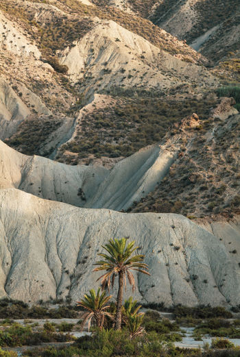 Scenic view of palm trees on tabernas desert in almeria, spain