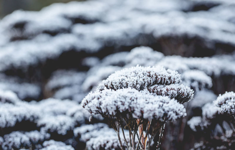 Close-up of frozen flower during winter