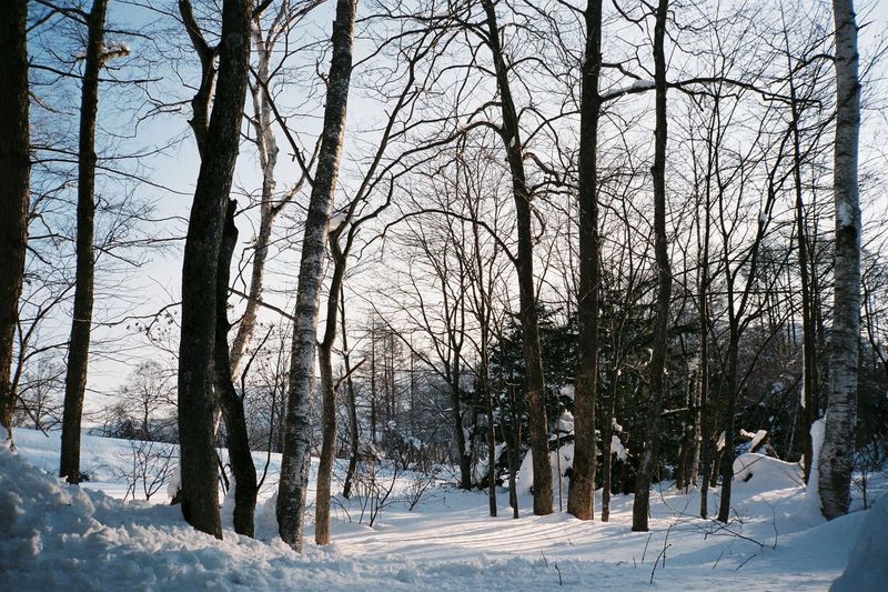 Snow covered trees
