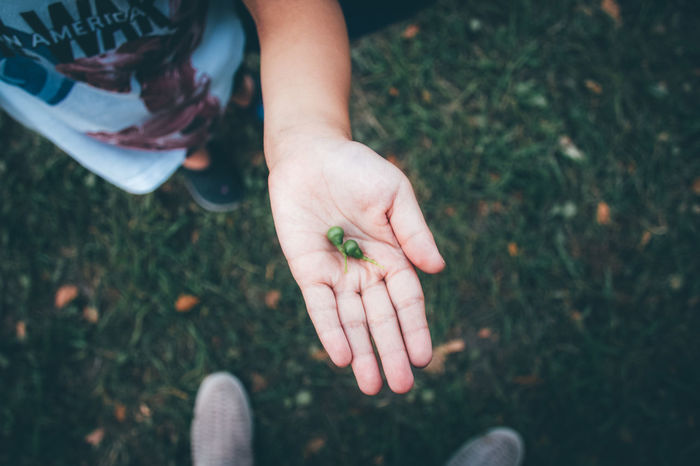 Cropped image of child holding buds at field