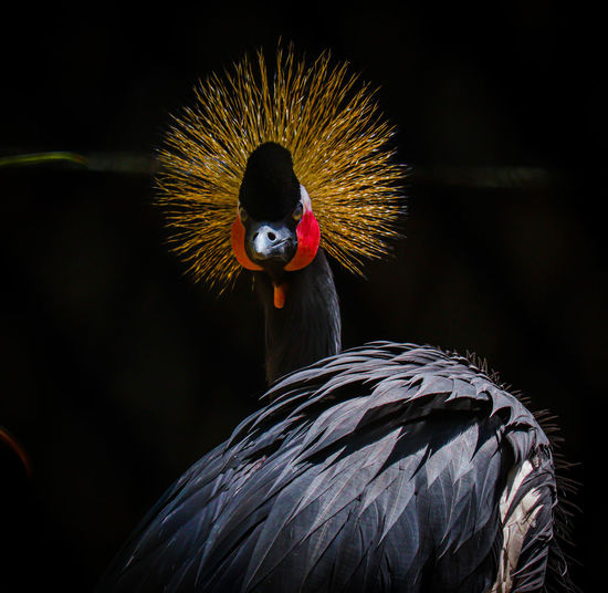 Grey crowned crane banerghtta national park