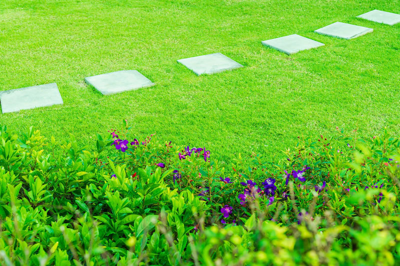 grass