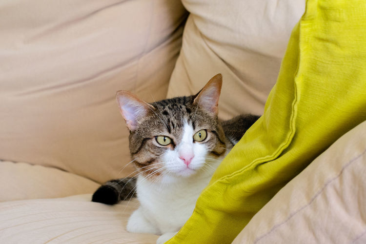 Portrait of cat relaxing on couch