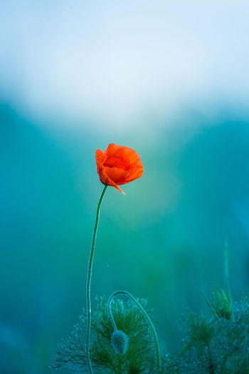 A single red poppy flower blooming in the summer field. red flower in the meadow of northern europe.