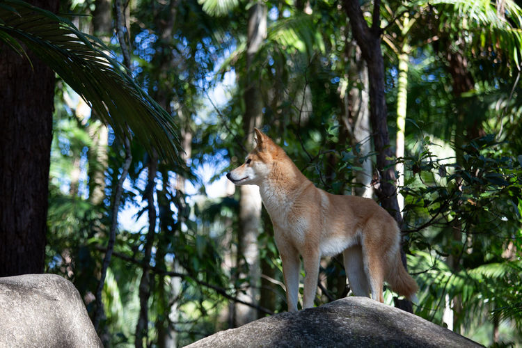  a dingo- animals looks ok but i can't help myself thinking about their situation in a cage