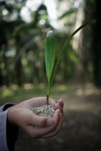 Close-up of hand holding leaf