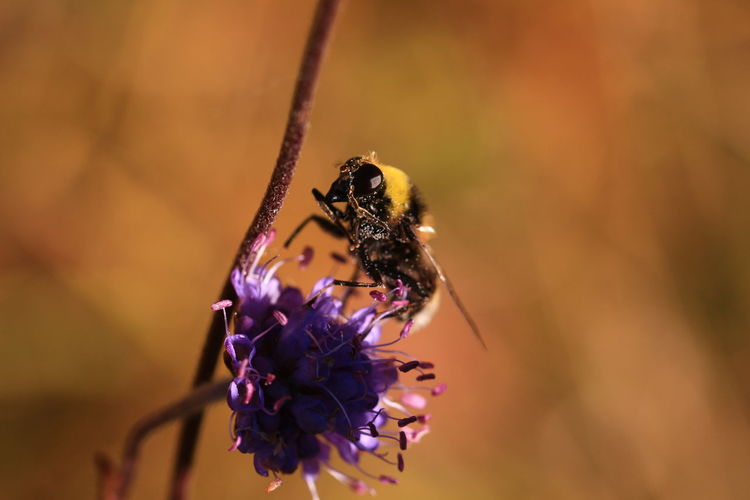 Close-up of bumblebee pollinating on purple flower 
