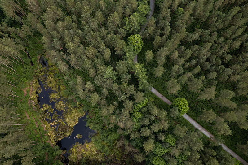 Low angle view of airplane flying in forest