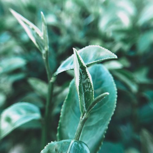 Close-up of leaves against blurred background