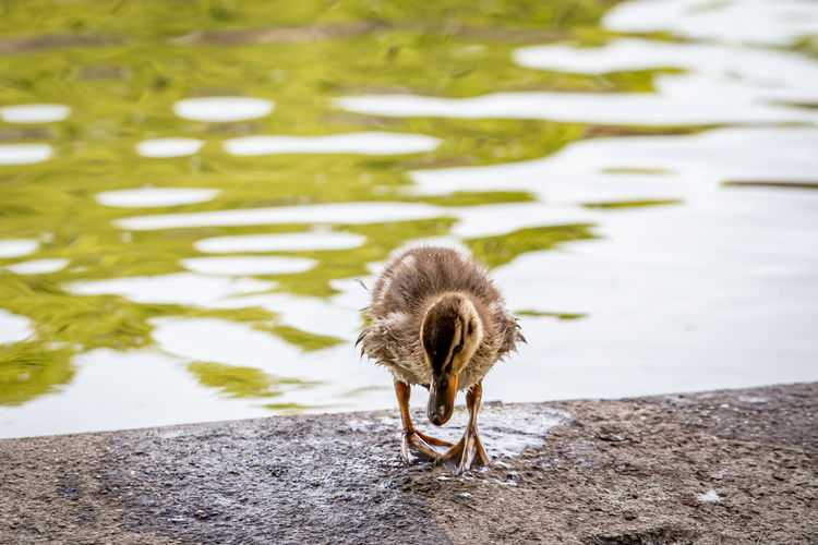 A duckling standing on a river bank, with a shallow depth of field
