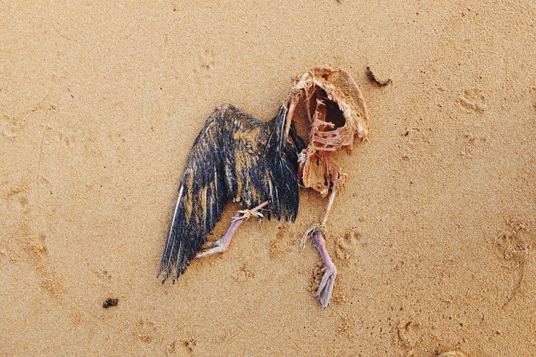 High angle view of fish on beach