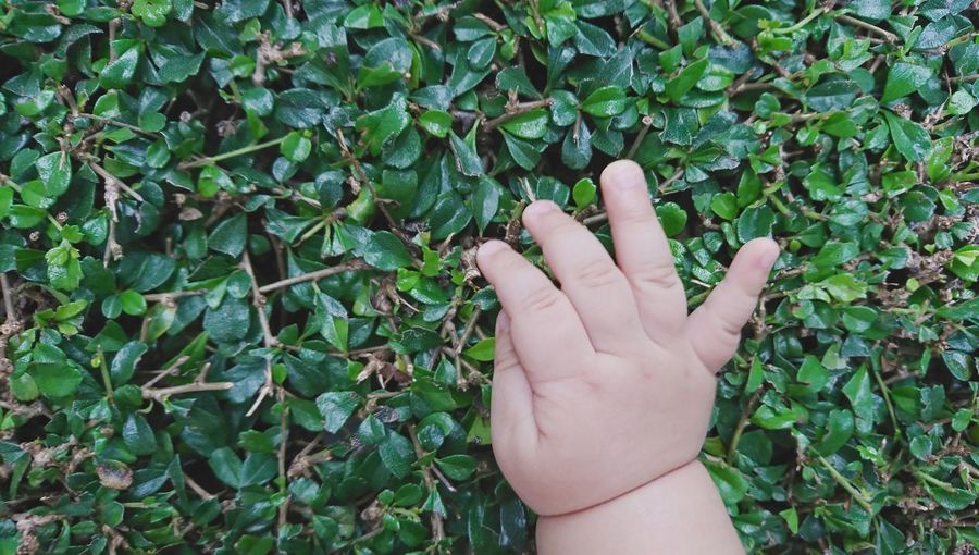 Close-up of baby's hand on plants