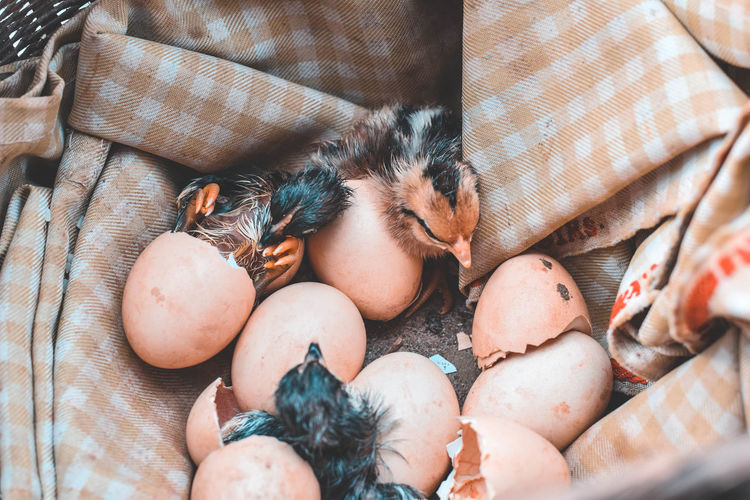 High angle view of birds and broken eggs in basket