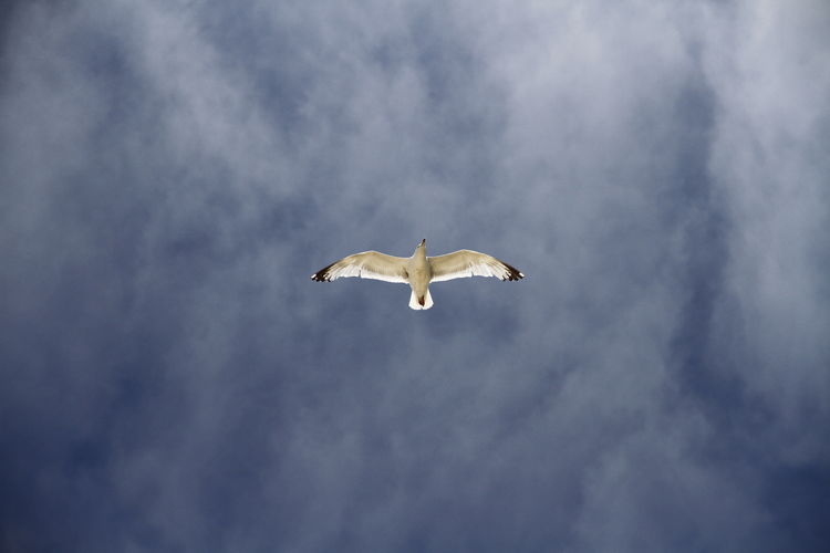 Directly below shot of seagull flying in sky