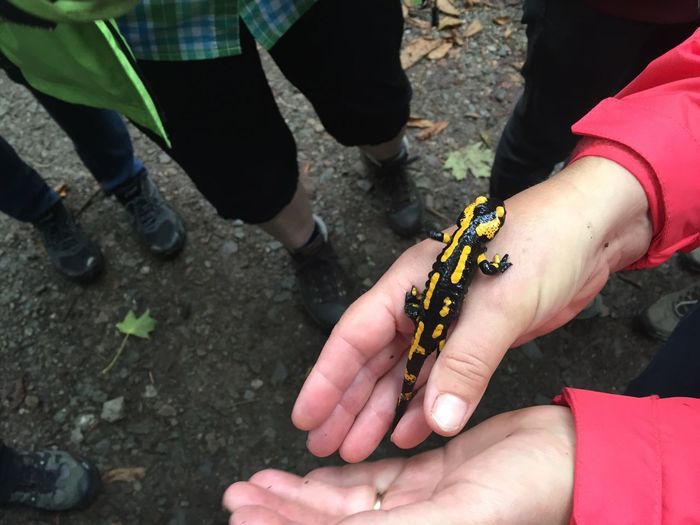 Cropped image of hand holding salamander on field