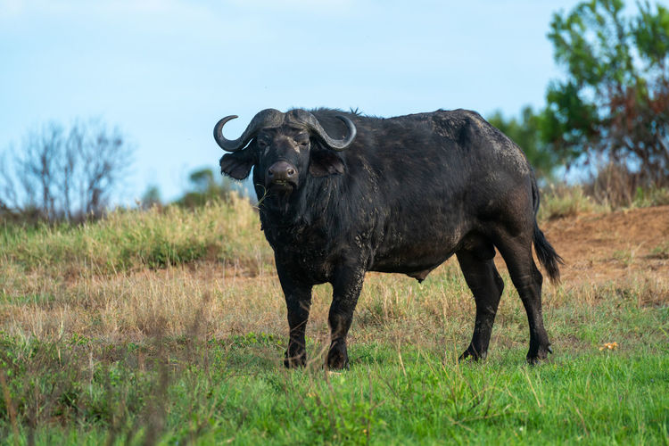 Cape buffalo stands watching camera on grass