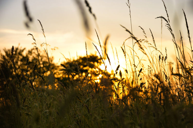 View of stalks in field against sunset sky