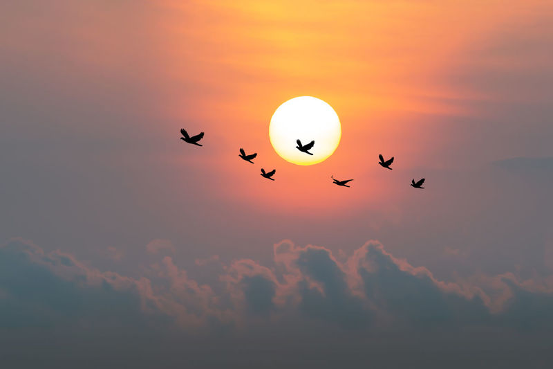 Silhouette of birds flying in sky