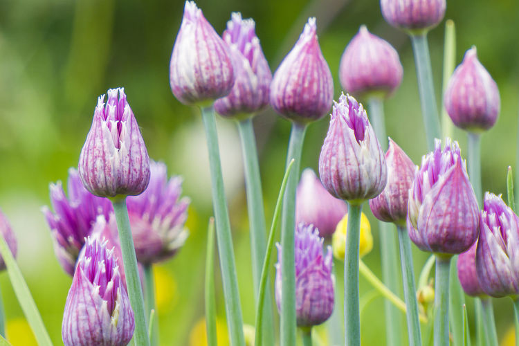 Close-up of purple flowering plants