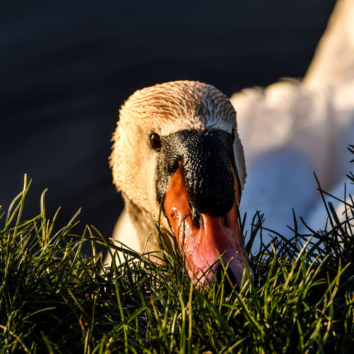 Close-up of a swan on river 