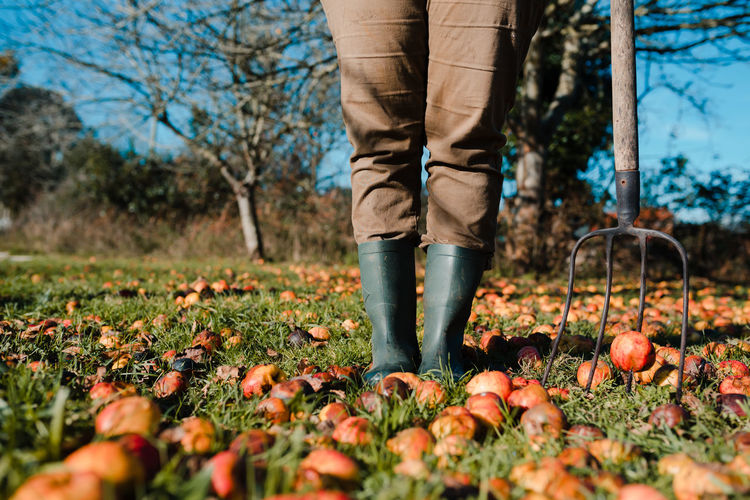 Faceless farmer with pitchfork harvesting fallen mature and rotten apples on green lawn in garden