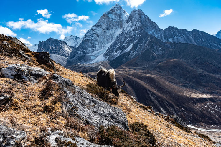 Yak standing on mountain during winter
