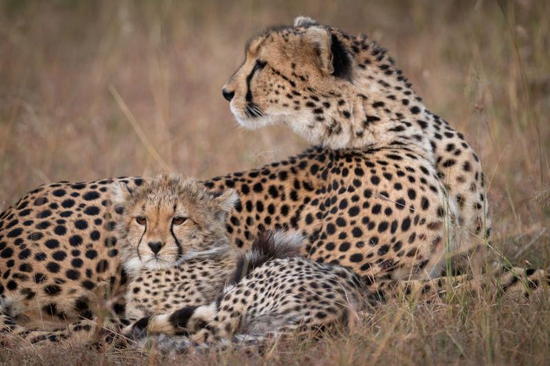 Close-up of cheetah looking back with cub