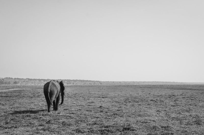 View of horse on field against clear sky