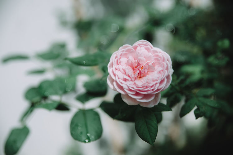 Close-up of pink rose