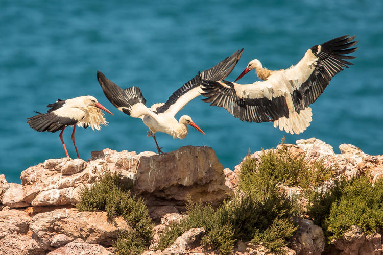Storks perching on rock against sea