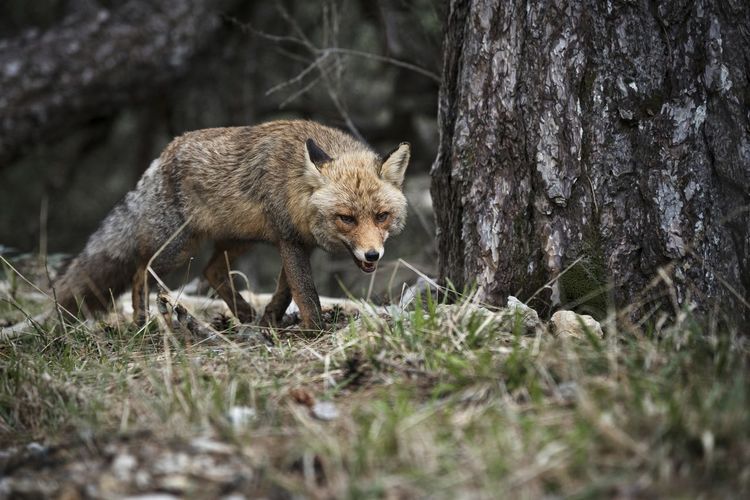 Ground level of wild fox with brown fur walking in forest on cloudy day and looking at camera