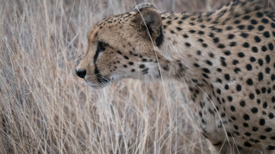 Side view of a cat