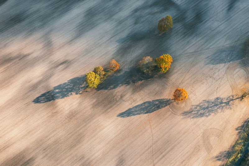 Aerial shot autumn trees. cultivated fields, agriculture, sunset shadows, up high shot