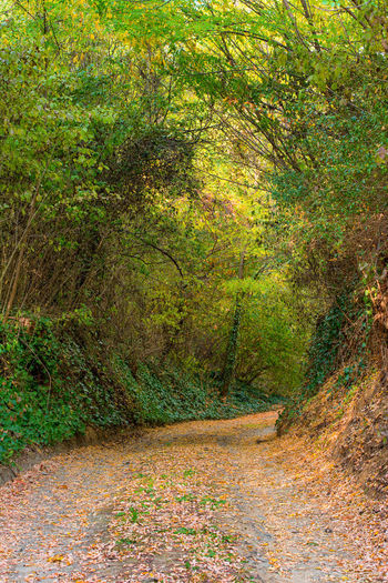 Trees growing in forest during autumn