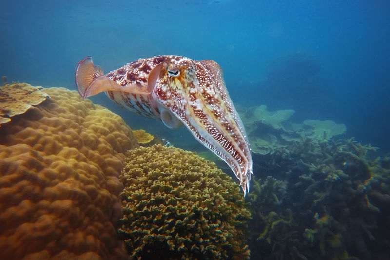 View of cuttlefish swimming in sea