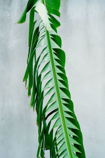 Close-up of fresh green leaves against white wall