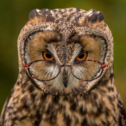 Comedy owl looking over its glasses like a school teacher