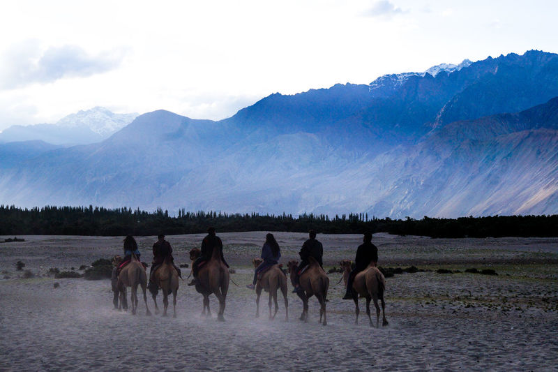 Rear view of people riding camels at desert against cloudy sky
