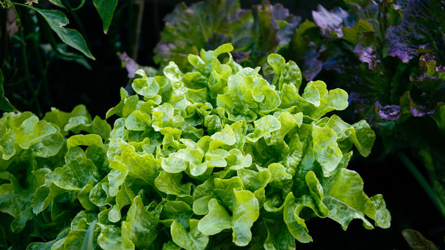 Close-up of fresh green leaves