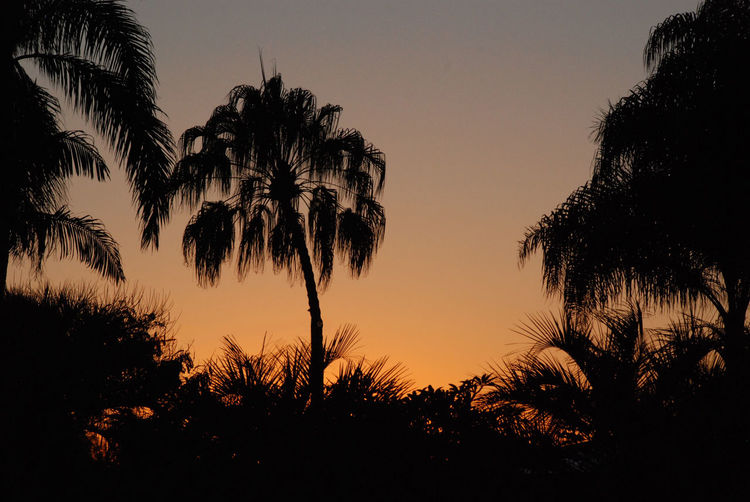 Silhouette palm trees against clear sky at sunset