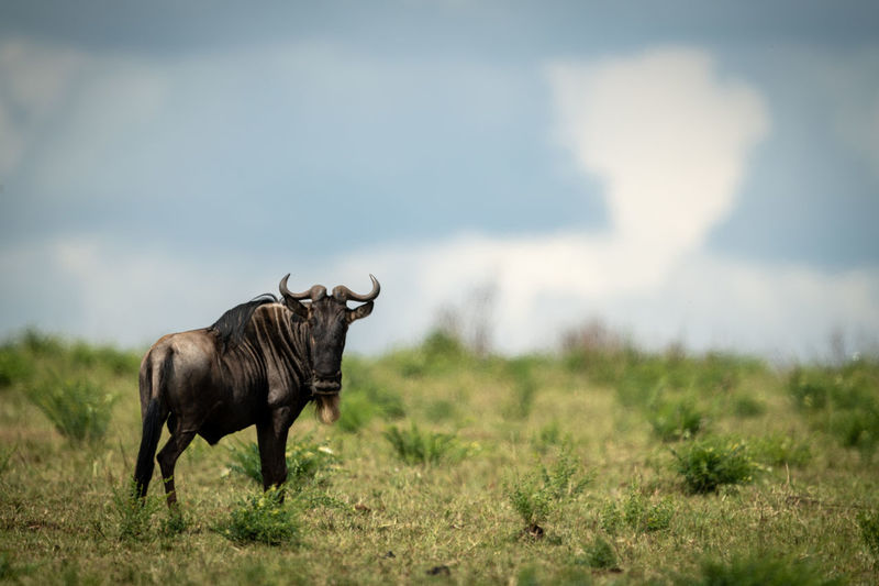Blue wildebeest stands turning to face camera
