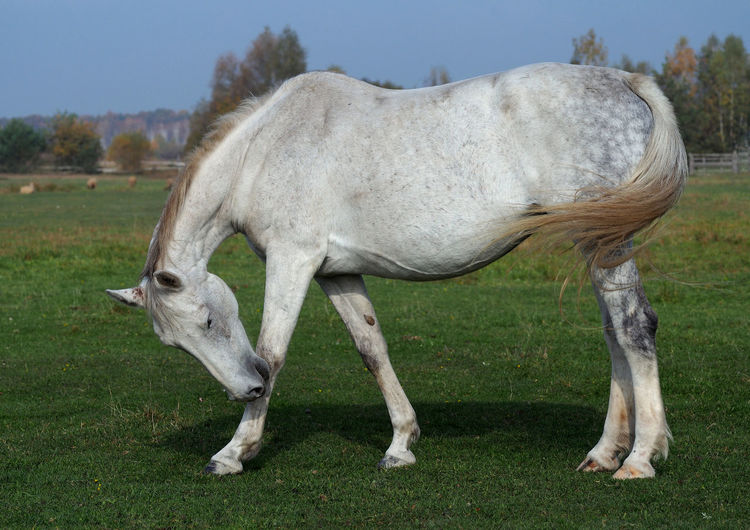 Side view of a horse grazing in field