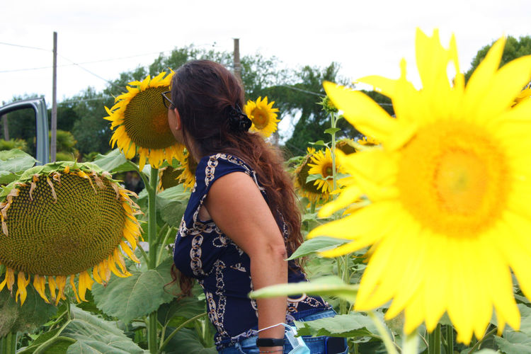 Caucasian italian brunette girl out of focus on summer vacation among tuscan sunflowers