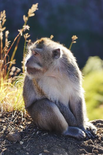 Monkey sitting on land