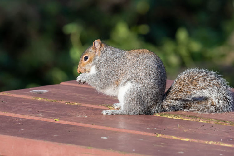Portrait of a grey squirrel sitting on a picnic table while eating a nut.