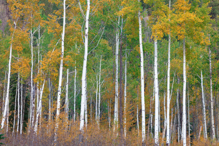 Panoramic view of pine trees in forest during autumn