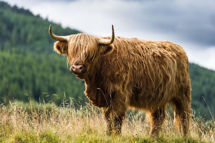 Highland cattle standing on grassy field against mountains