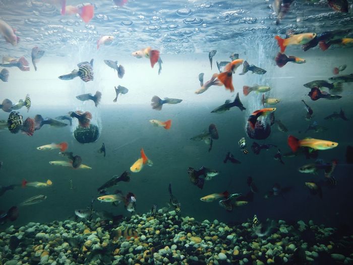 View of fish in sea